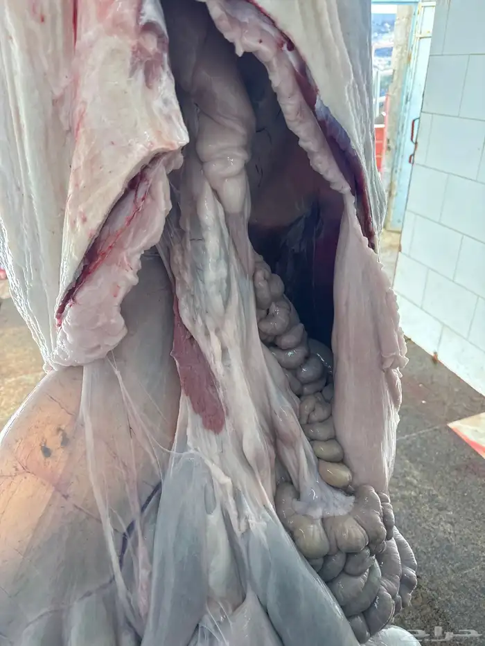 حوار لباني مسحوب من أمه ع الحليب والحم مشروط وتحدي 3