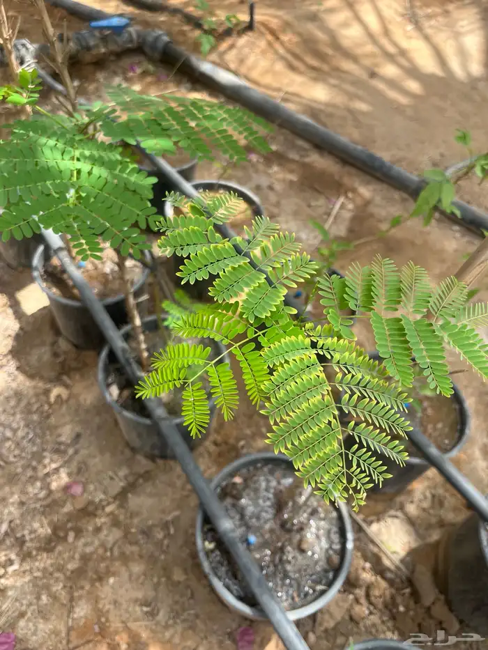 شتلات واشجار خدمة توصيل الرياض والخرج 17