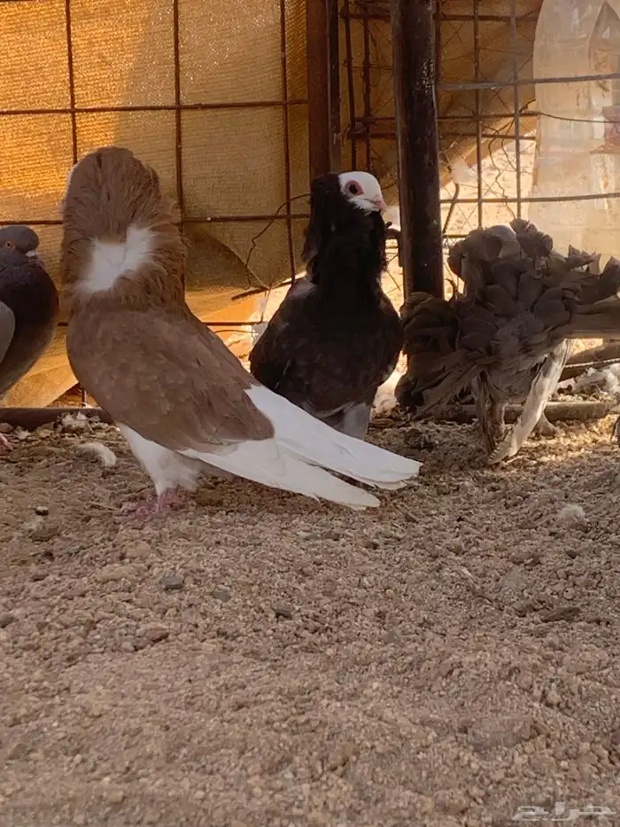 البيع حمام رقصي وفيه نفاخ وحد وفيه جوز بلجيك اصلي كله 5