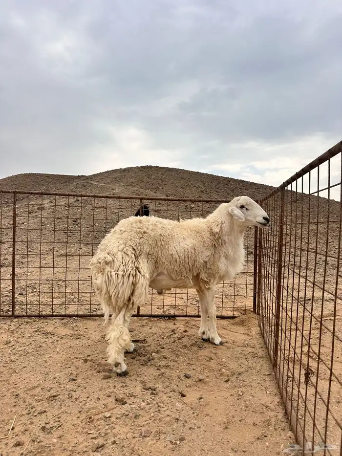 طلي حري فحل مشروط 3