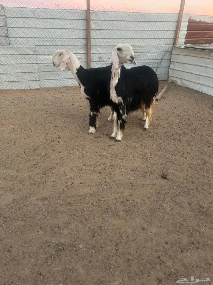 رخال نجد صنف 1