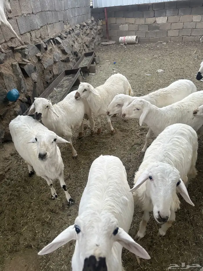 خرفان للبيع 1