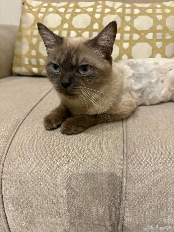 قطة هيمالايا للتبني 4