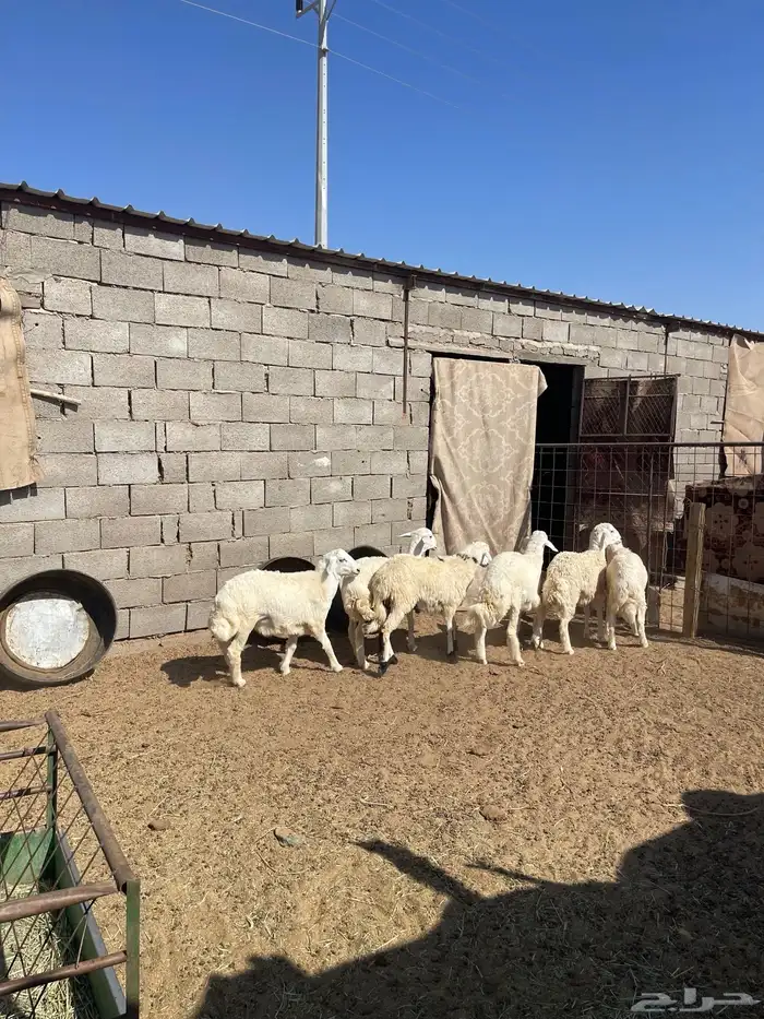 طليان حري  جبر 1