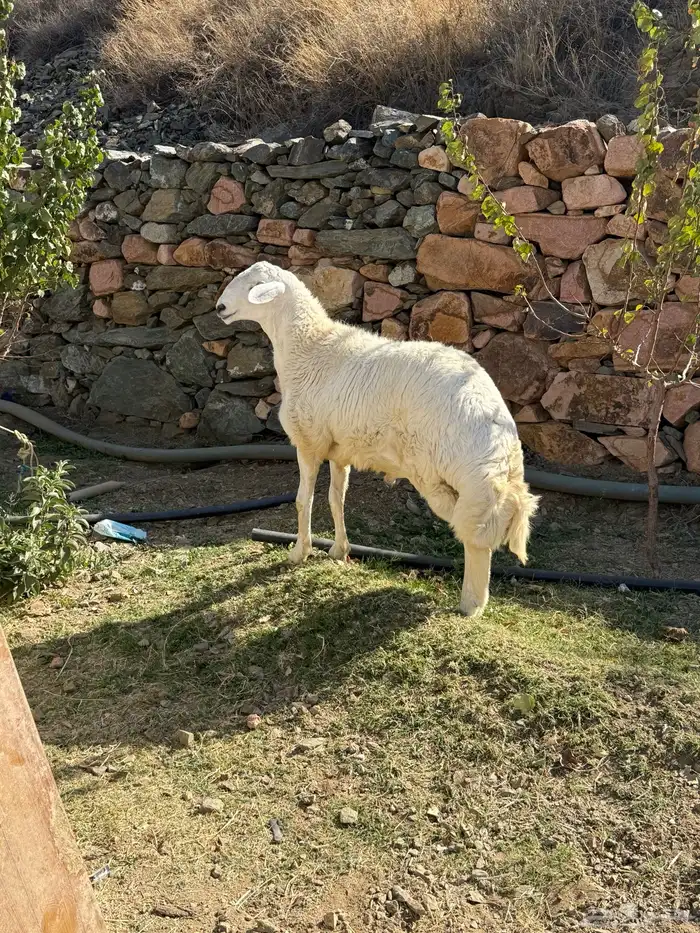 مشروع فحل حري فاخر 12