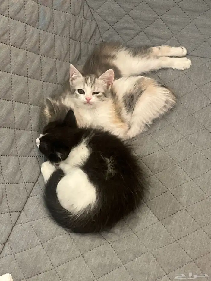 قطط. للبيع. 0