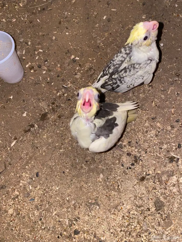 فرخين كروان للبيع تم تم البيع 3