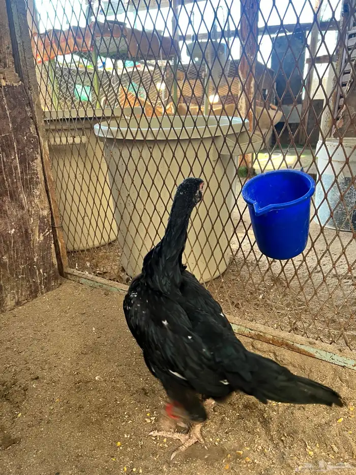 فروخ شامو الماني هزاز 4