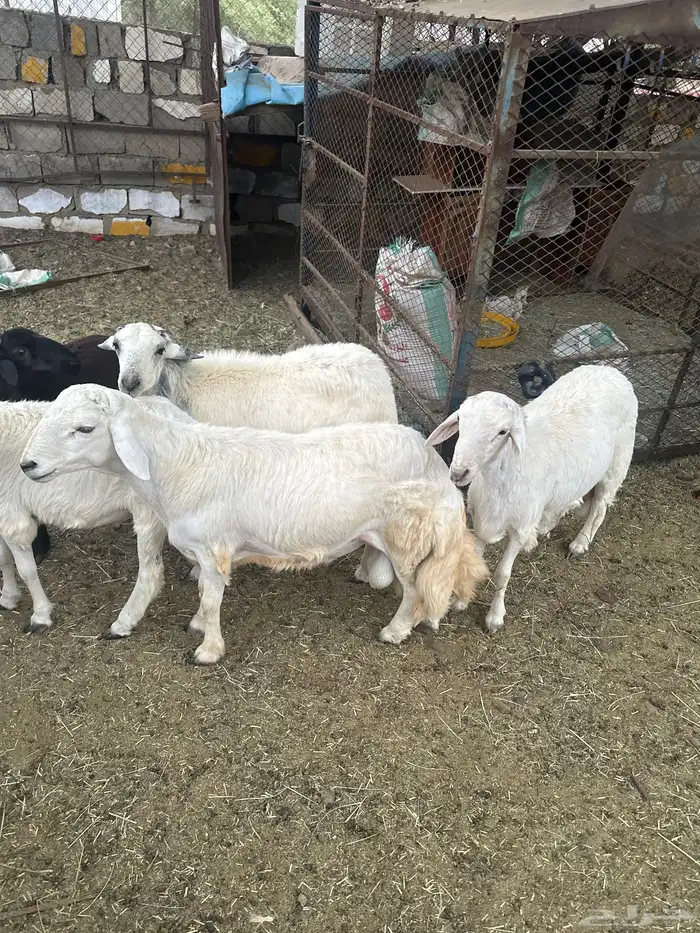 خرفان للبيع 0