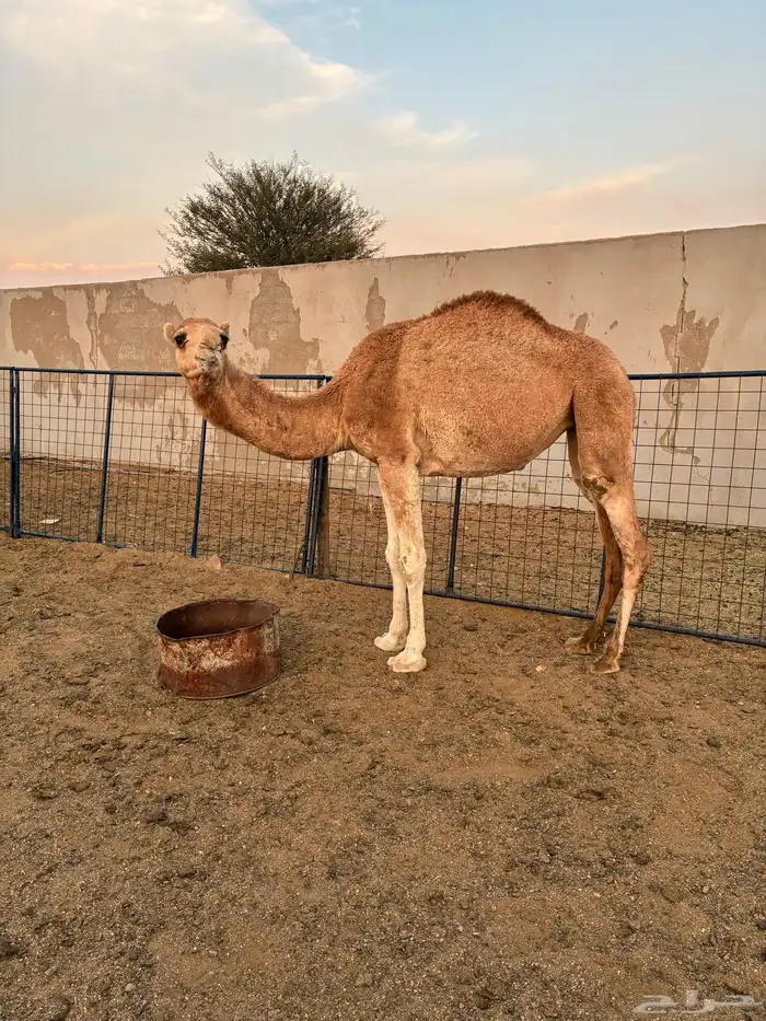 نياق للبيع 0