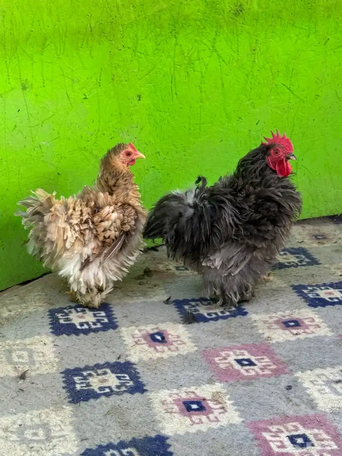 للبيع ديك ودجاجه كوشن فرزل 3