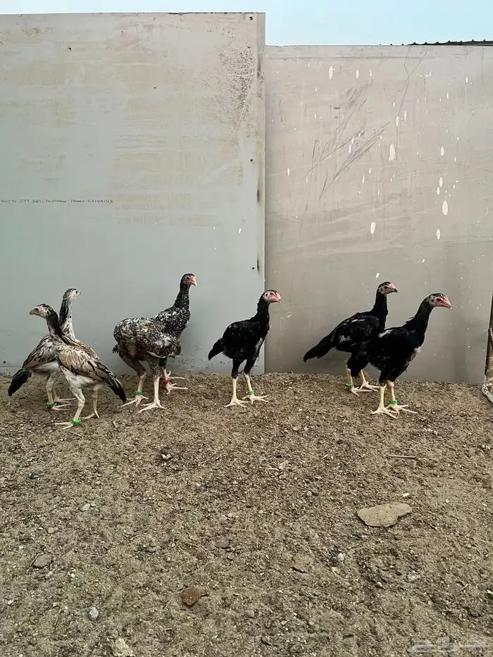 فروخ شامو ياباني 1