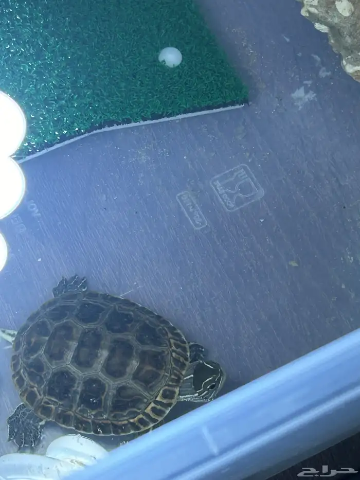 سلحفاه للبيع 5