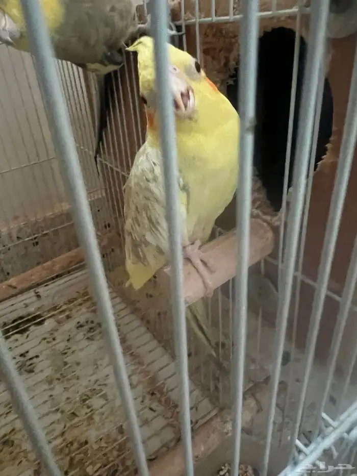 جده مشروع الامير فواز 0