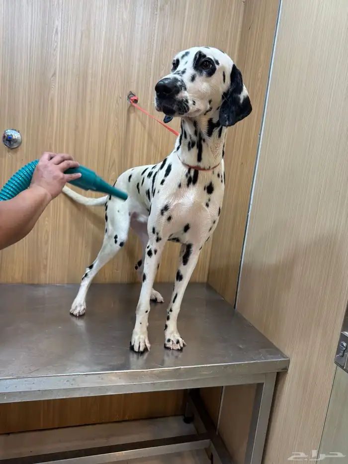 كلب دلميشن جواز اوروبي-Dalmatian 3