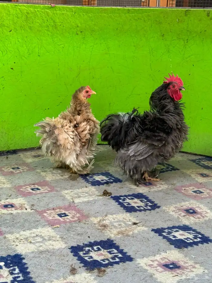 للبيع ديك ودجاجه كوشن فرزل 5