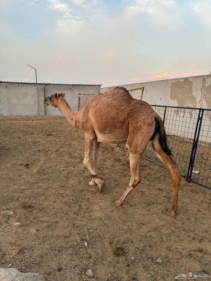 نياق للبيع 2