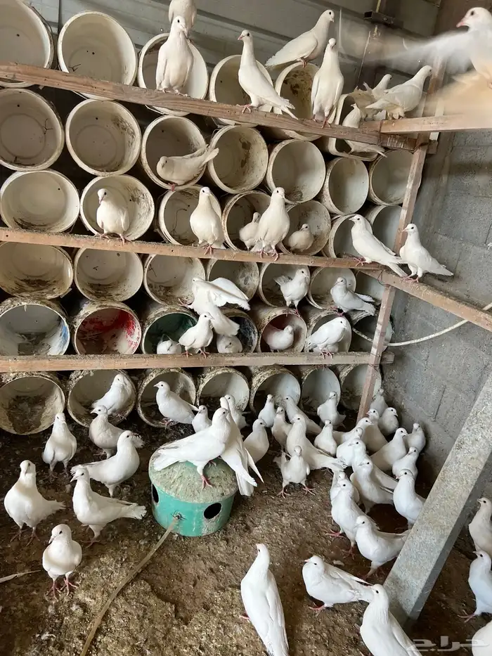 400 زوج حمام فرنسي ابيض وسلفر الموقع الخرج 4