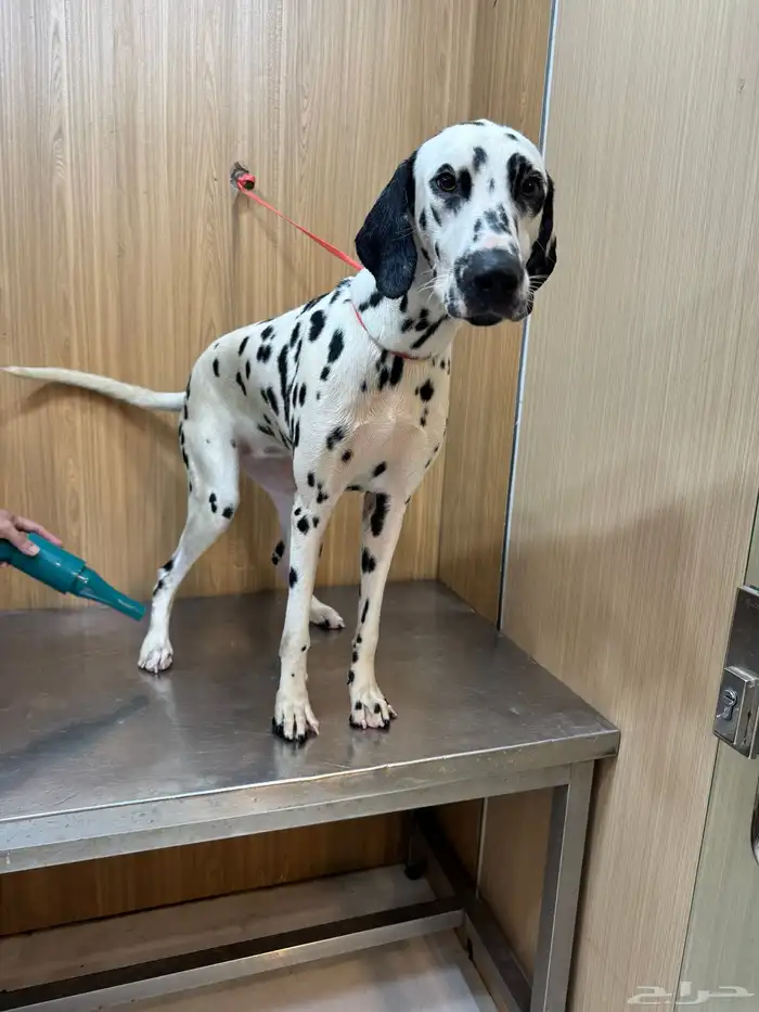 كلب دلميشن جواز اوروبي-Dalmatian 4