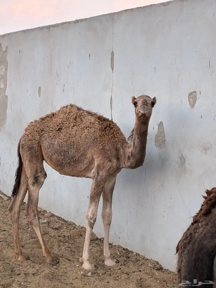 نياق للبيع 5