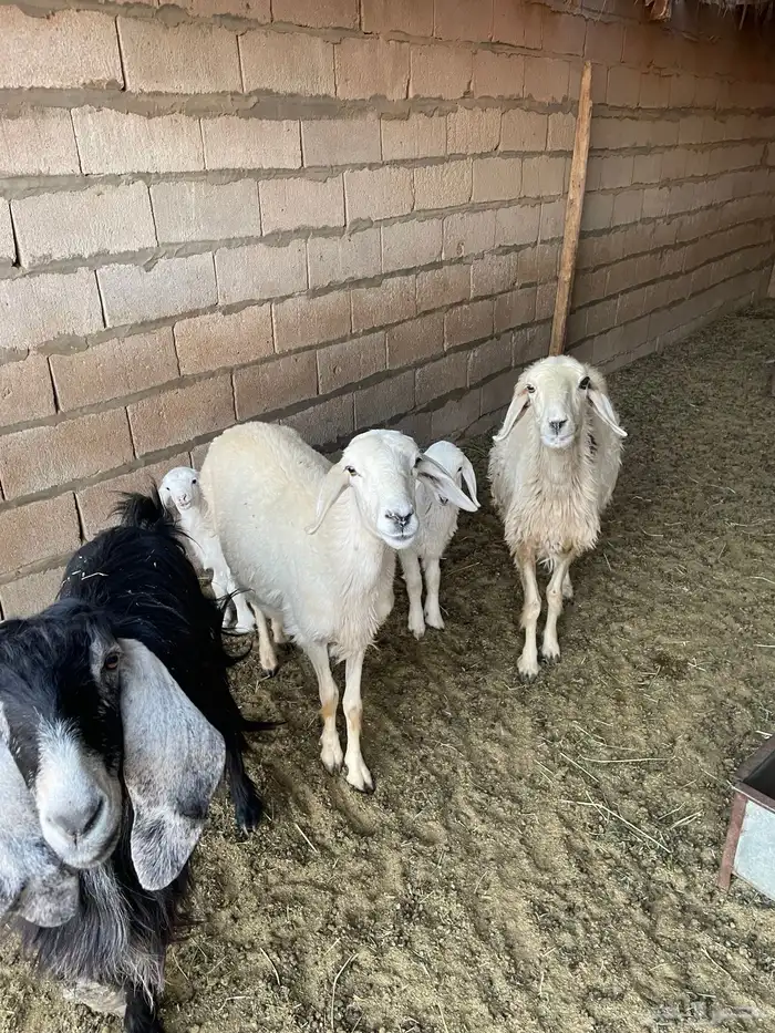 حريات رباعيات 0