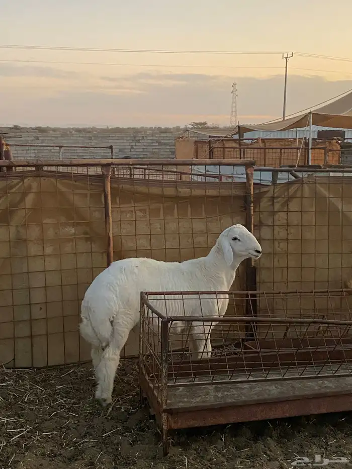 طلي حري رقم 1 2