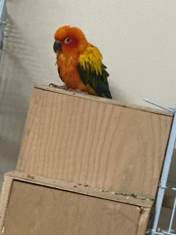 صن كنيور اليف 0