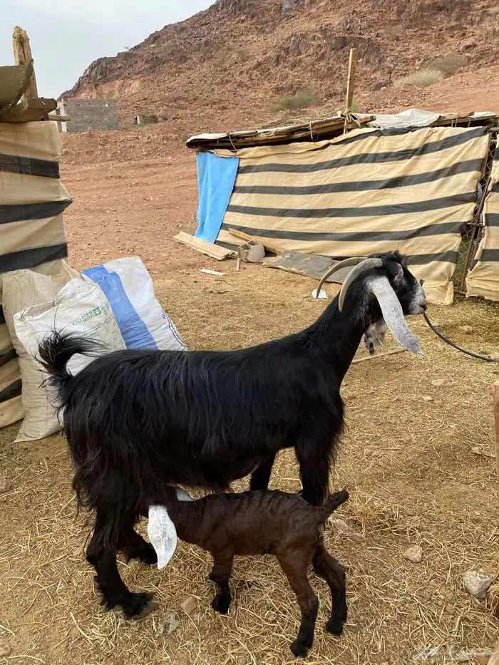 عنز حبشيه تحتها جفرة مزيونه(( تم البيع)) 2