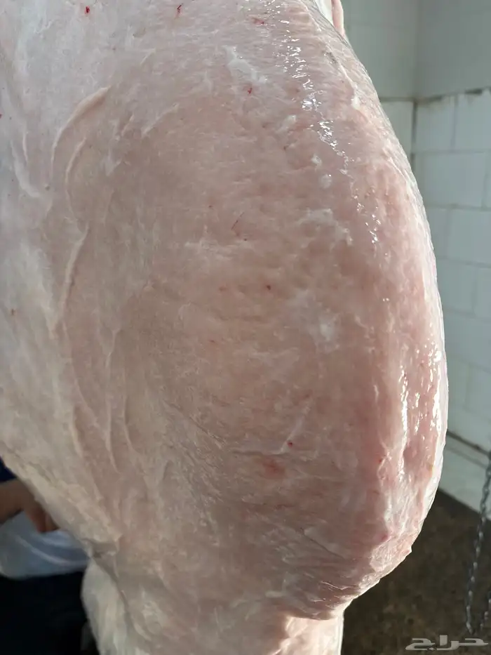 حوار لباني مسحوب من أمه ع الحليب والحم مشروط وتحدي 2