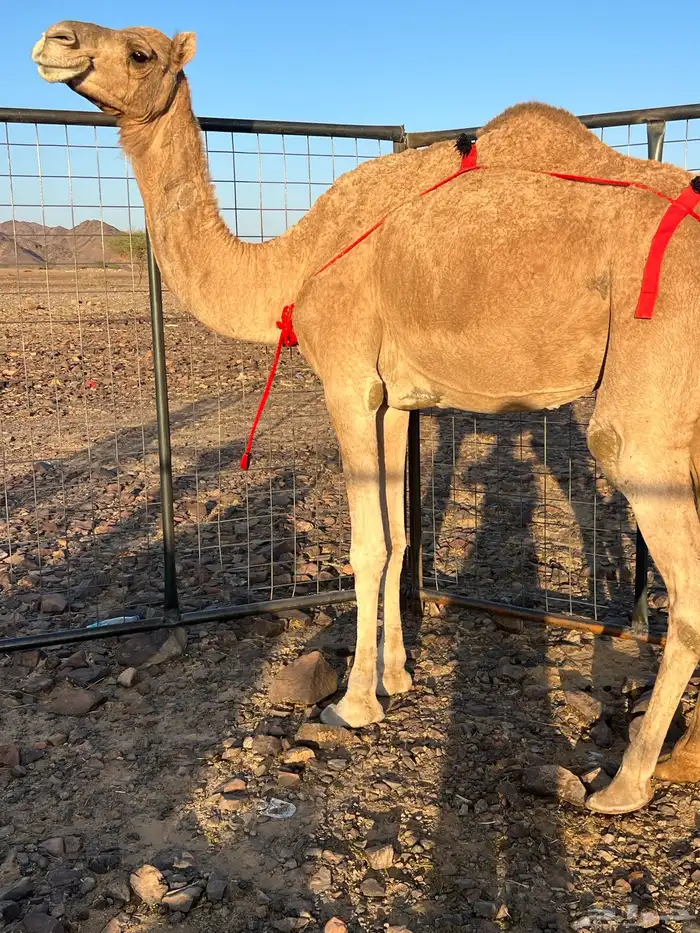 خلفه حمرا ساحليه مجموع ب 8800 يبلاش 3