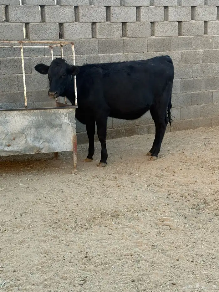 حسيله عمر 11 شهر جرسي 2