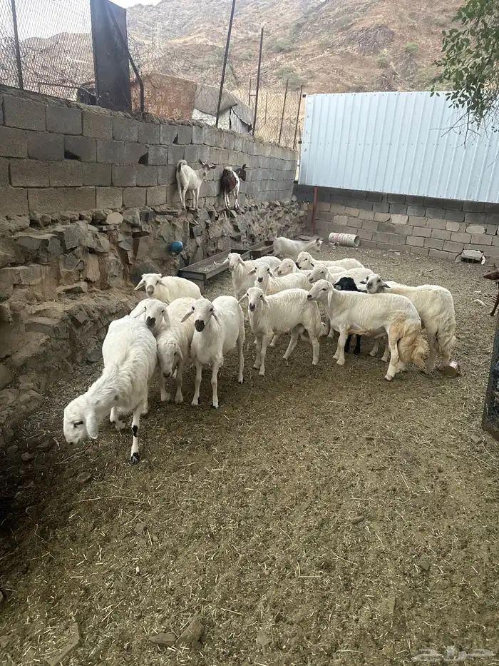 خرفان للبيع 2