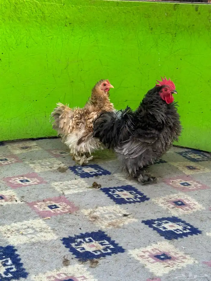 للبيع ديك ودجاجه كوشن فرزل 1