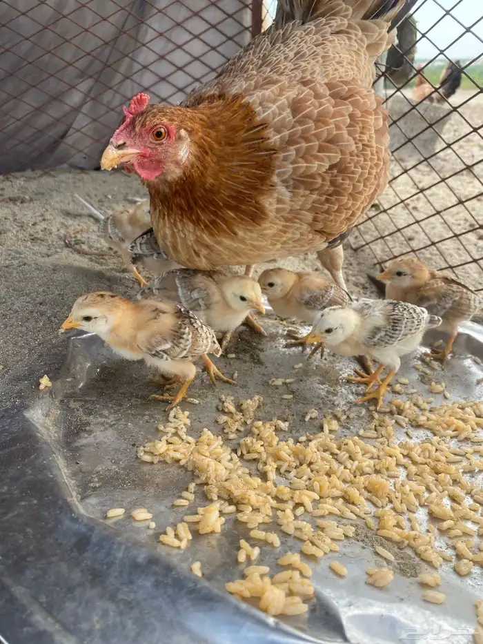 دجاجة بلدي 3