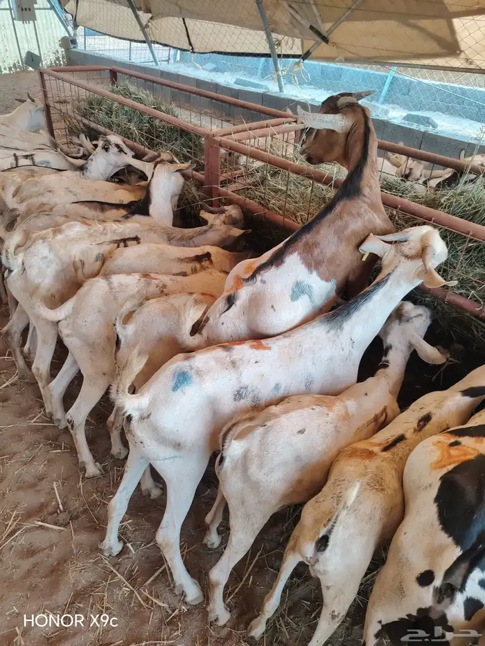 تيوس صومالية جذعان وثنيان جملة وتفريد 3