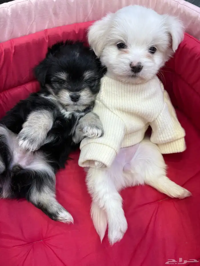 كلاب مالتيبو عمر شهرين تي كب 0