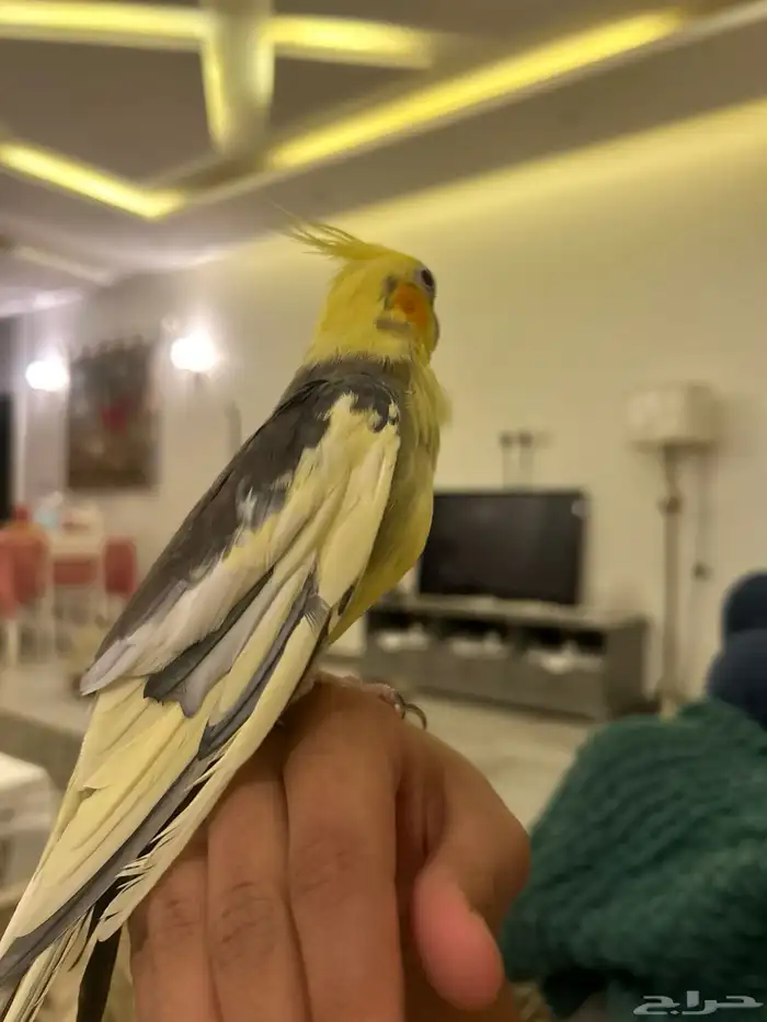 عصفور كروان 4