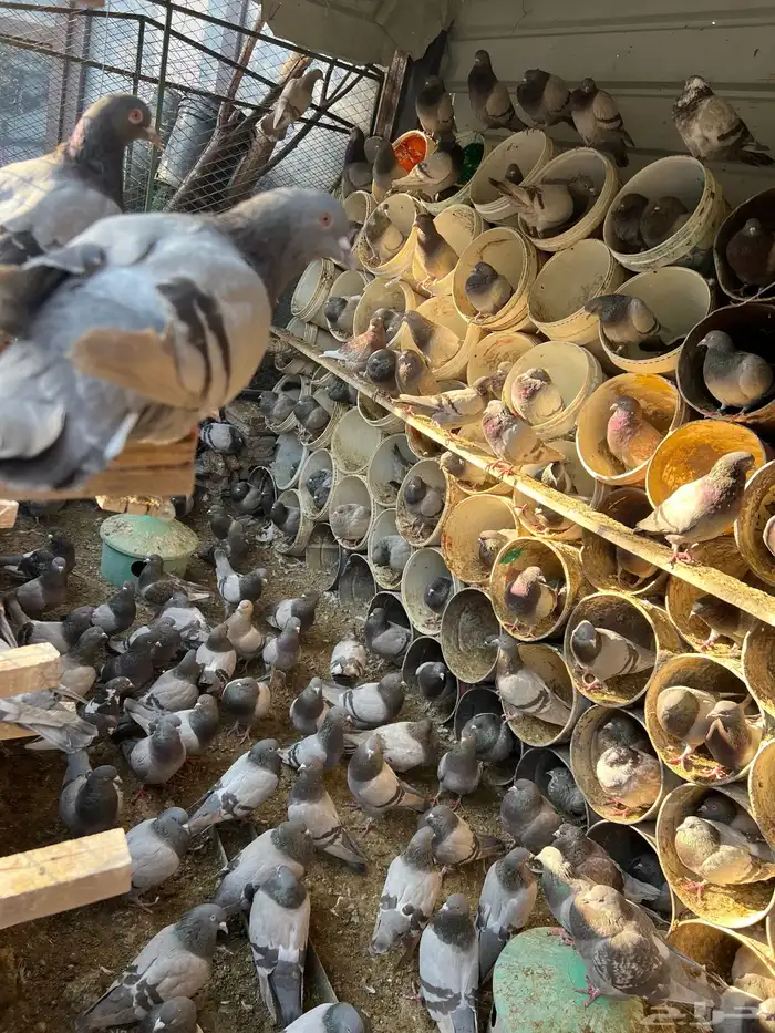 400 زوج حمام فرنسي ابيض وسلفر الموقع الخرج 7