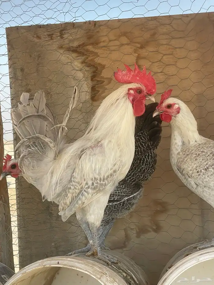 ديك فيومي حار 0