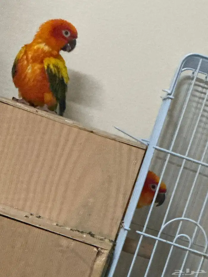 صن كنيور اليف 2