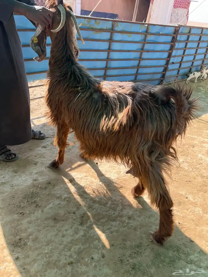 عنز دافع على ولاد 6