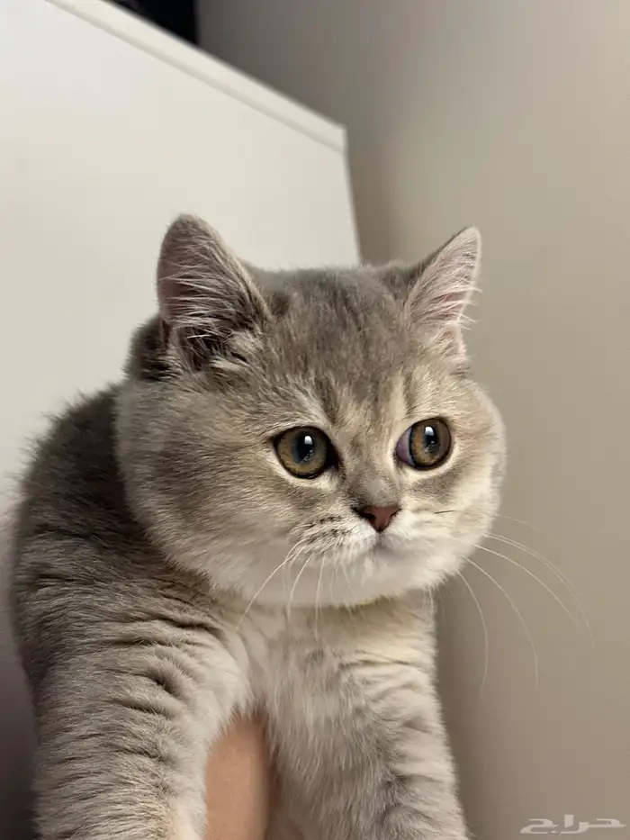 للبيع قطة سكوتش ستريت - British Mix 1