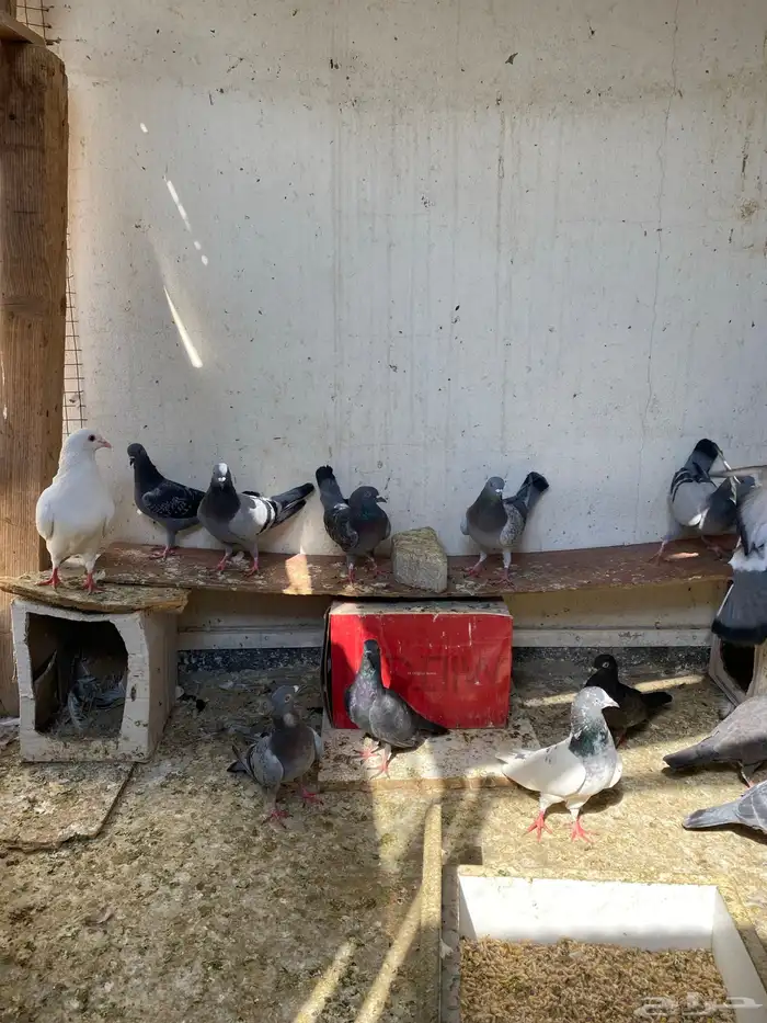 حمام بلدي وباكستاني ولاحم 1