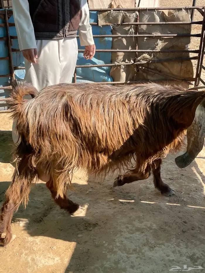 عنز دافع على ولاد 3