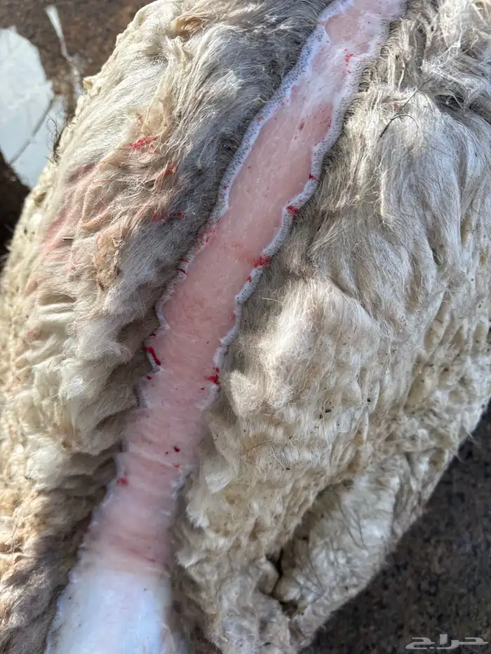 حوار لباني مسحوب من أمه ع الحليب والحم مشروط وتحدي 1