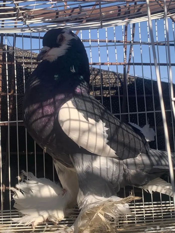 البيع ذكر نفاخ 0