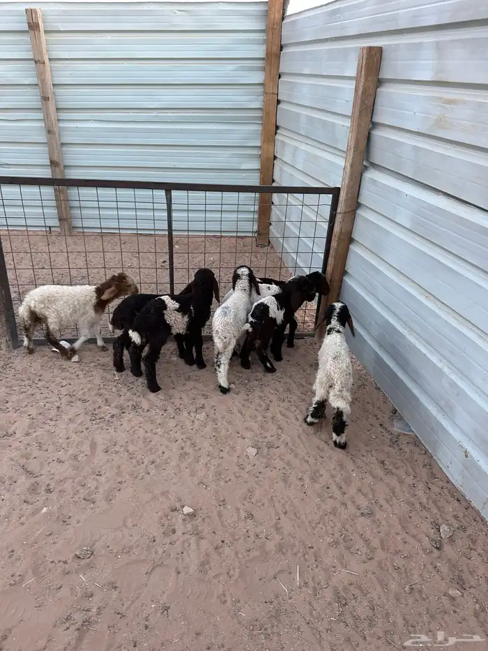 دواغير نعيم كبار العدد 8 1