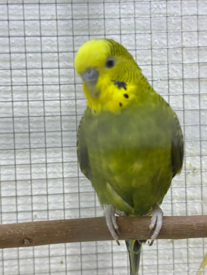 عصفور باجي ذكر 2