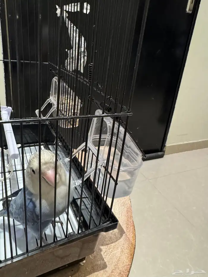 طير ببغا روز 3