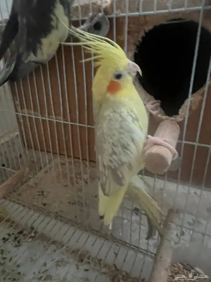 جده مشروع الامير فواز 1